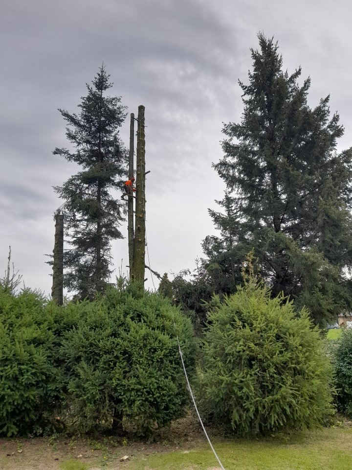 Abattage d'arbre — intervention ElaGus en Haute-Corrèze