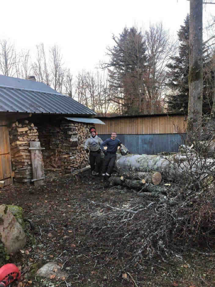 Abattage d'arbre en forêt de Haute-Corrèze