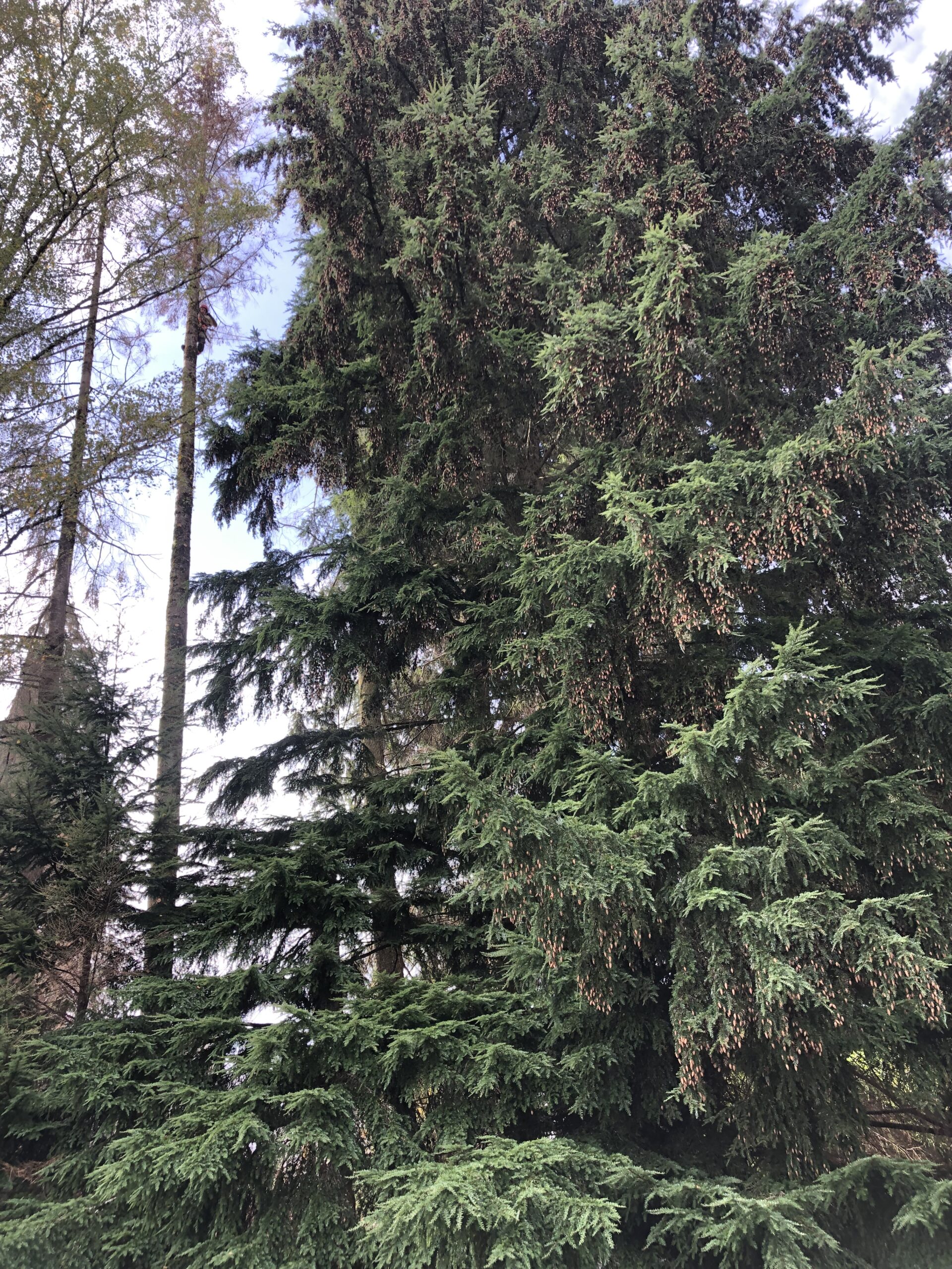 Abattage forestier — intervention ElaGus Corrèze