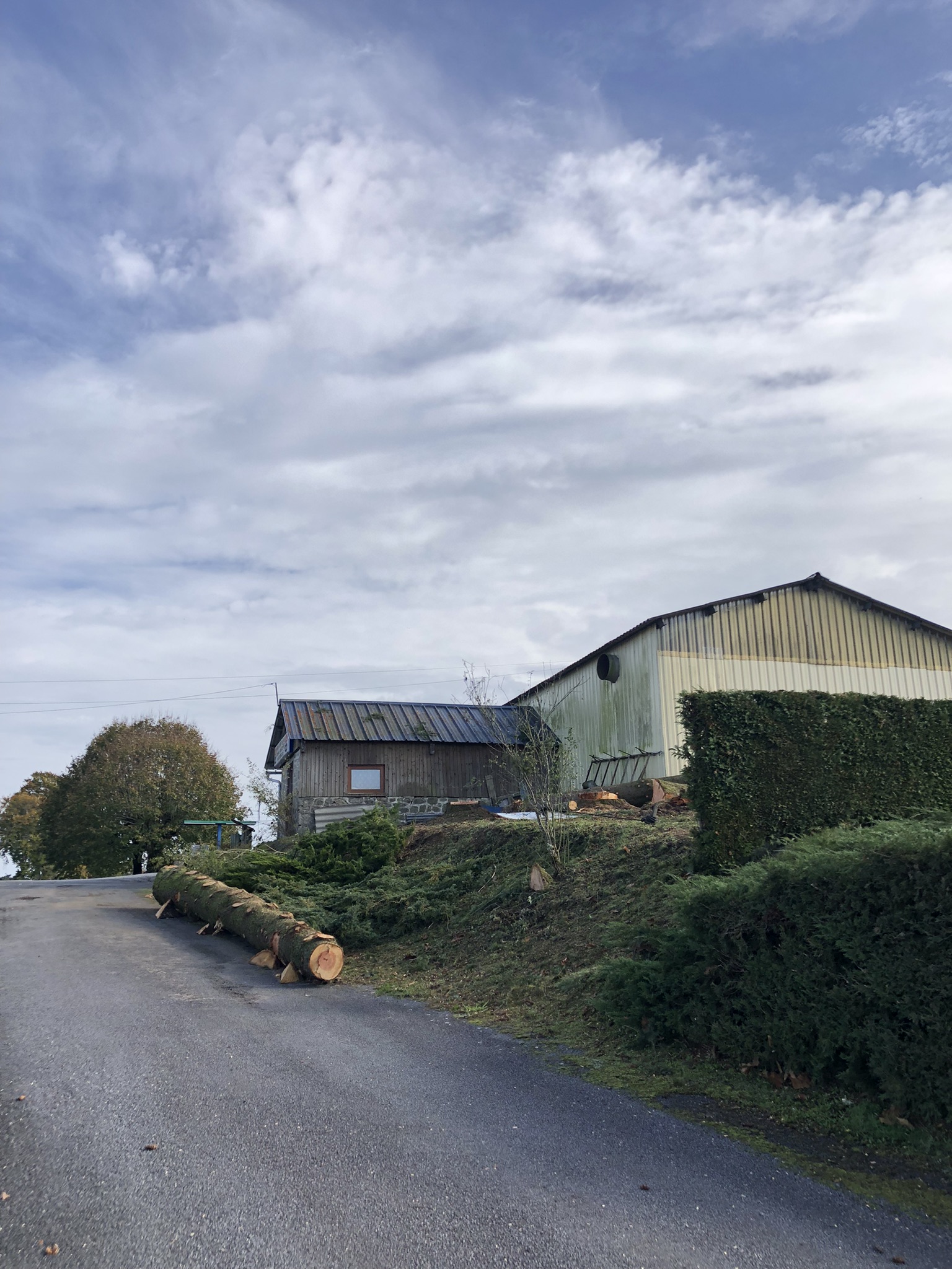 Taille sanitaire — mise en sécurité d'arbre dangereux