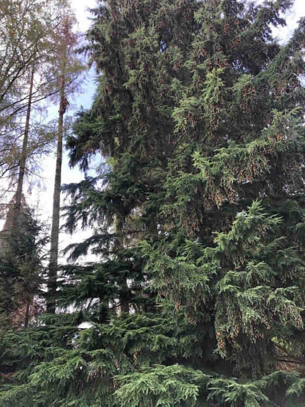 Démontage d'arbre complexe près d'un bâtiment en Corrèze
